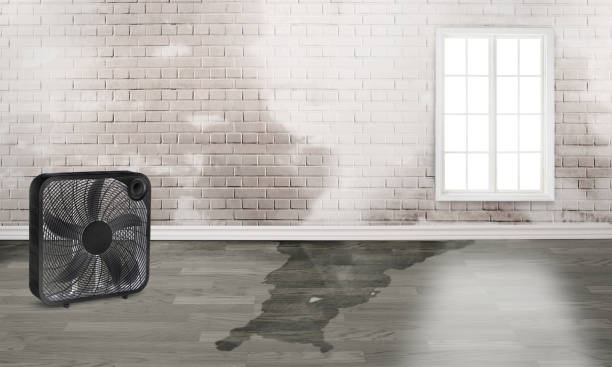 Best Water damage restoration near me  in Attla, AL